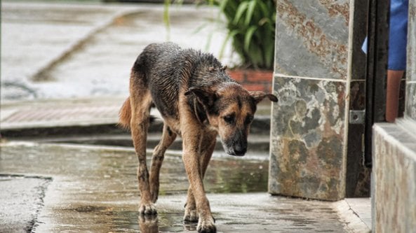 Siracusa, abbandona un cane ma viene 