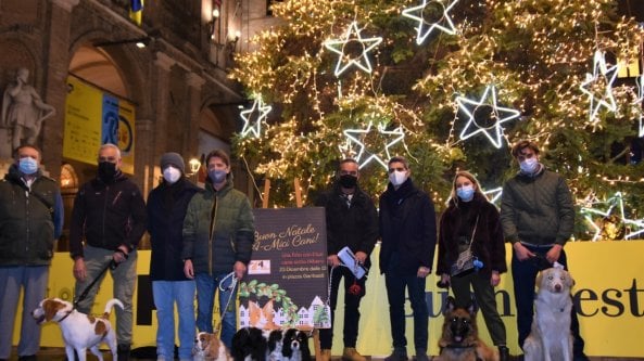 Buon natale a-mici cani: l'albero in piazza diventa un set