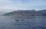 Punta Campanella, delfini nuotano al largo di Sorrento