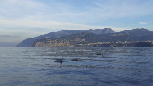 Punta Campanella, delfini nuotano al largo di Sorrento