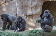 Stati Uniti, nello zoo di San Diego almeno due gorilla positivi al coronavirus