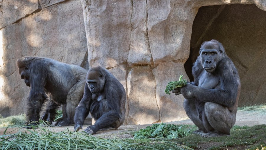 Stati Uniti, nello zoo di San Diego almeno due gorilla positivi al coronavirus