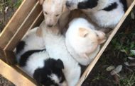 La compagnia degli animali. Una corsa nel lockdown alle adozioni di cani e gatti