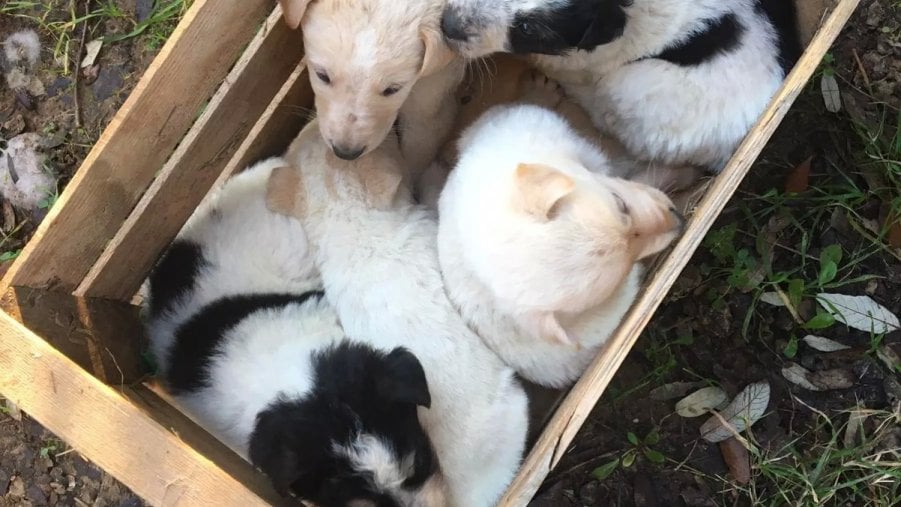 La compagnia degli animali. Una corsa nel lockdown alle adozioni di cani e gatti