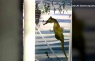 Sydney: il 'parto maschile' del cavalluccio marino ripreso dalle telecamere