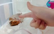 La recita a lieto fine del criceto: fingono di sparargli, reagisce da attore consumato