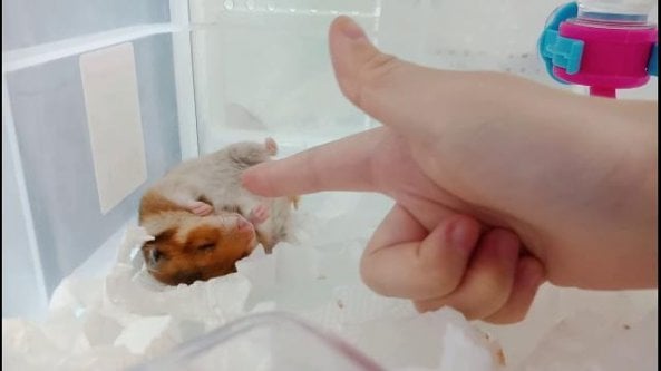 La recita a lieto fine del criceto: fingono di sparargli, reagisce da attore consumato