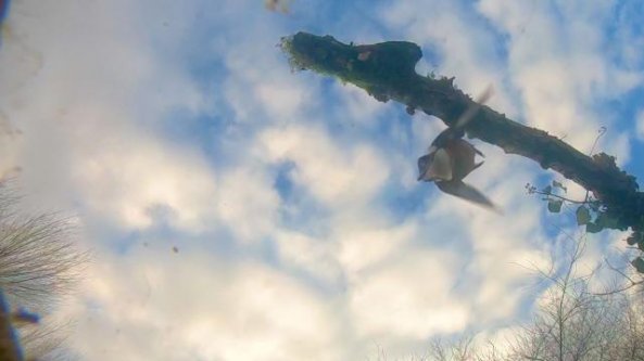 Il martin pescatore e la sua preda: le immagini subacquee dell'attacco