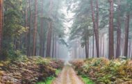 Piantare alberi può danneggiare l'ambiente: le regole per farlo nel modo giusto   