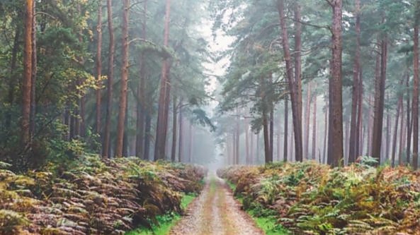 Piantare alberi può danneggiare l'ambiente: le regole per farlo nel modo giusto   