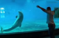Il visitatore fa la ruota e il delfino lo imita alla perfezione