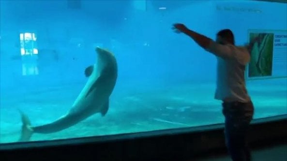 Il visitatore fa la ruota e il delfino lo imita alla perfezione