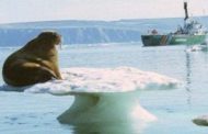 Dalla lavatrice al Polo nord, la microplastica anche ai confini del mondo