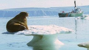Dalla lavatrice al Polo nord, la microplastica anche ai confini del mondo