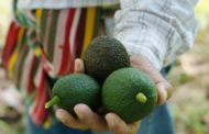 Avocado, il frutto tropicale che ha trovato casa in Sicilia