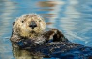 Il ritorno degli animali scomparsi. Genovesi: 