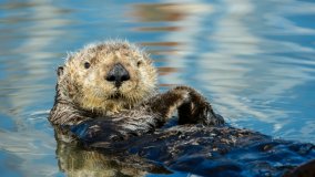 Il ritorno degli animali scomparsi. Genovesi: 