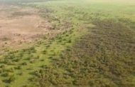 La grande muraglia verde dell'Africa avanza al rallentatore