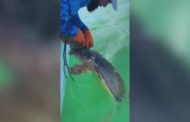La tartaruga marina è impigliata nella trappola per granchi: il pescatore la libera