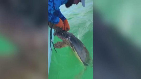 La tartaruga marina è impigliata nella trappola per granchi: il pescatore la libera