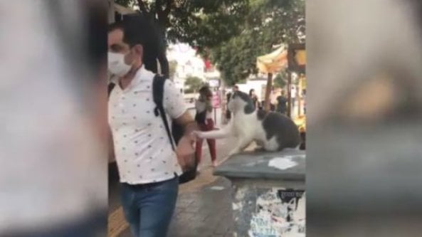 Attenti al gatto: avvicinarsi troppo è un rischio