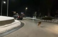 C'è un lupo in strada: l'esemplare si aggira indisturbato tra le auto