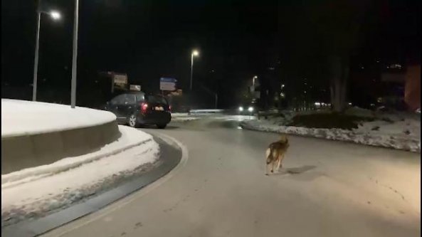 C'è un lupo in strada: l'esemplare si aggira indisturbato tra le auto