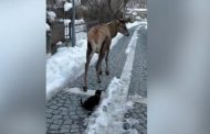 L'incontro in strada tra cervo e gatto: la scena lascia stupefatti