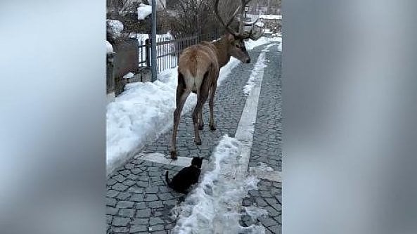 L'incontro in strada tra cervo e gatto: la scena lascia stupefatti