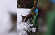 La confusione del gattino che vede la neve per la prima volta