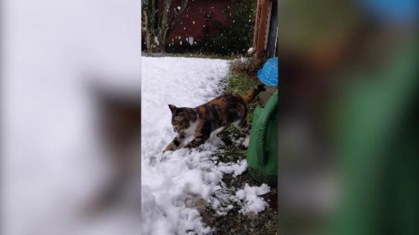 La confusione del gattino che vede la neve per la prima volta