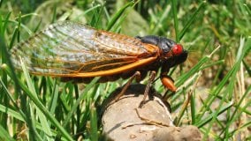L'invasione di cicale che spaventa New York