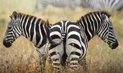 In Africa sono state trovate delle zebre a pois e col manto dorato