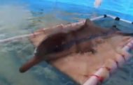 Cucciolo di delfino intrappolato in una pozza: la terapia per tornare a nuotare