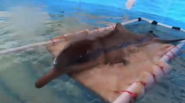 Cucciolo di delfino intrappolato in una pozza: la terapia per tornare a nuotare