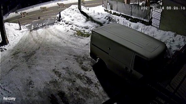 La volpe corre sulla strada innevata: alle sue spalle c'è un branco di lupi
