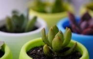 Piante, occhio al gelo: ecco come proteggerle