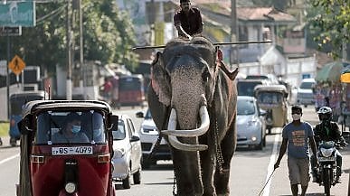 Sri Lanka. Riapertura slow al turismo internazionale. Non più di 2.500 ingressi al giorno e test molecolare