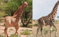 Avvistate due giraffe nane: può essere colpa del cambiamento climatico