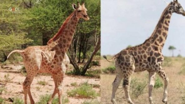 Avvistate due giraffe nane: può essere colpa del cambiamento climatico