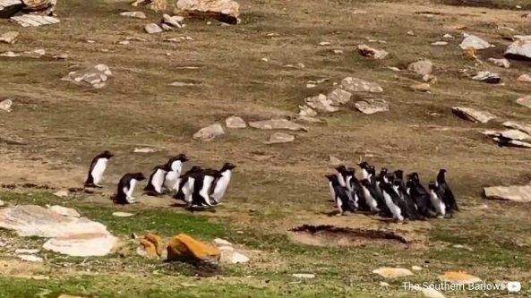 I due pinguini smarriscono il loro gruppo: la reazione è esilarante