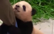 Non vuole staccarsi dalla gamba del custode: la storia della cucciola di panda da 5 milioni di clic