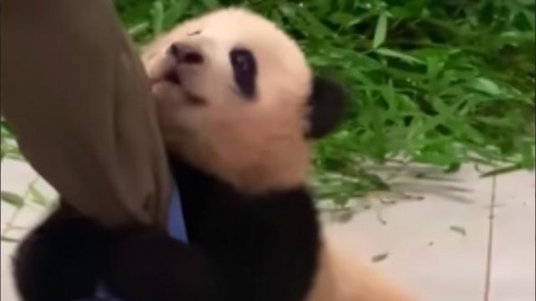 Non vuole staccarsi dalla gamba del custode: la storia della cucciola di panda da 5 milioni di clic