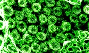 Il farmaco Regeneron è efficace contro le varianti inglese e sudafricana