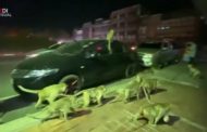Un esercito di scimmie fugge terrorizzato dallo scoppio dei fuochi d'artificio