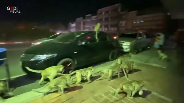 Un esercito di scimmie fugge terrorizzato dallo scoppio dei fuochi d'artificio