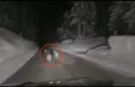 La crudeltà dell'automobilista che incalza i lupi per chilometri: 
