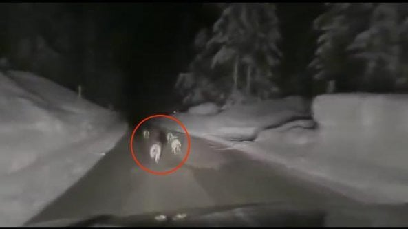 La crudeltà dell'automobilista che incalza i lupi per chilometri: 