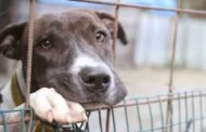Asti, deve traslocare: uccide il cane 