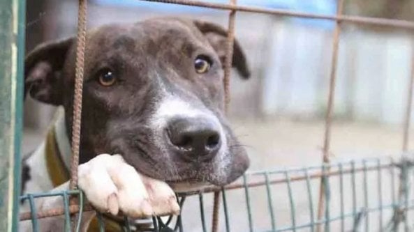 Asti, deve traslocare: uccide il cane 